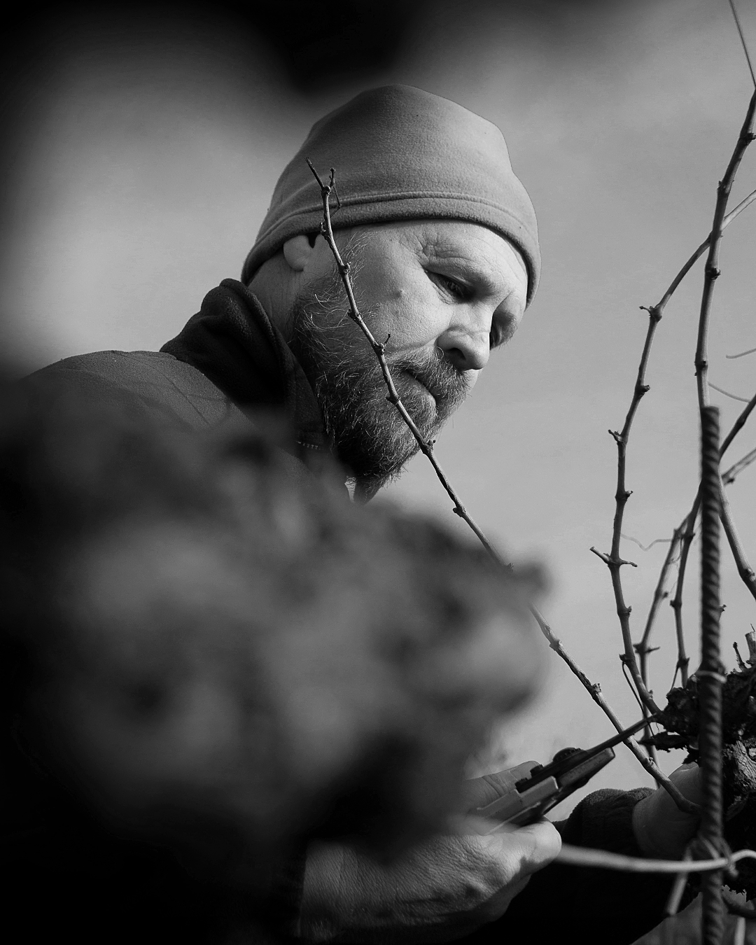 ritratto viticoltore tra le viti Korsic Collio Gorizia - fotografia Sibari Bonato
